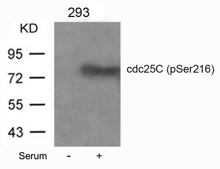 Anti-Phospho-CDC25C (Ser216) Polyclonal Antibody