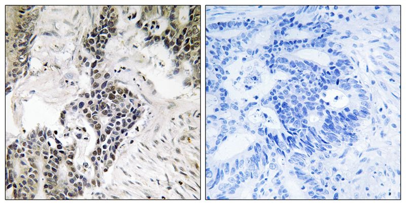 Anti-Phospho-CDC25C (Ser198) Polyclonal Antibody