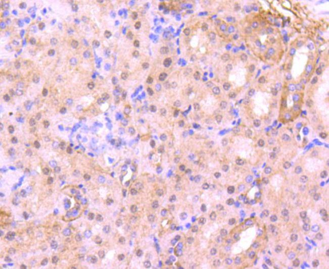 Anti-CDC5L Antibody (8R159)