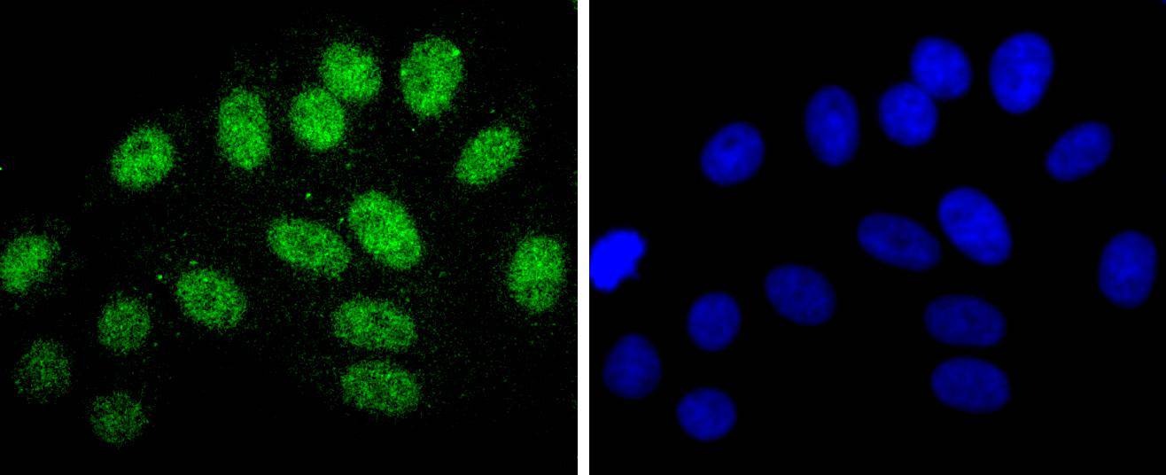Anti-CDC5L Antibody (8R159)