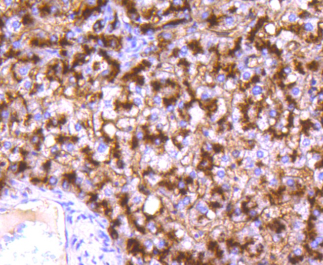 Anti-Aminopeptidase N/CD13 Antibody (3J107)