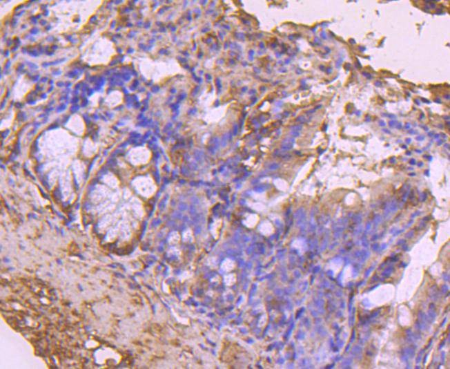 Anti-CDC45 Antibody (6Q41)
