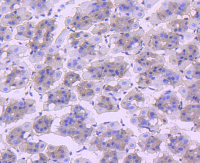 Anti-CDC5L Antibody (8R159)