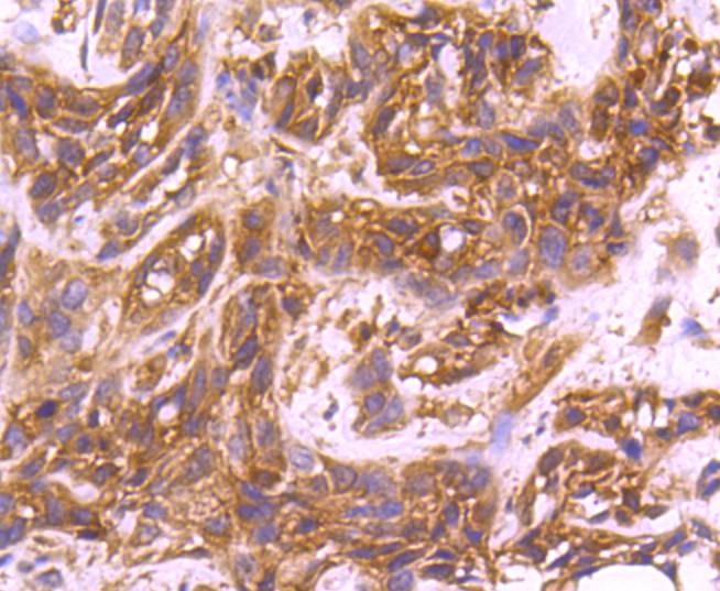 Anti-CDC42 Antibody (2L809)