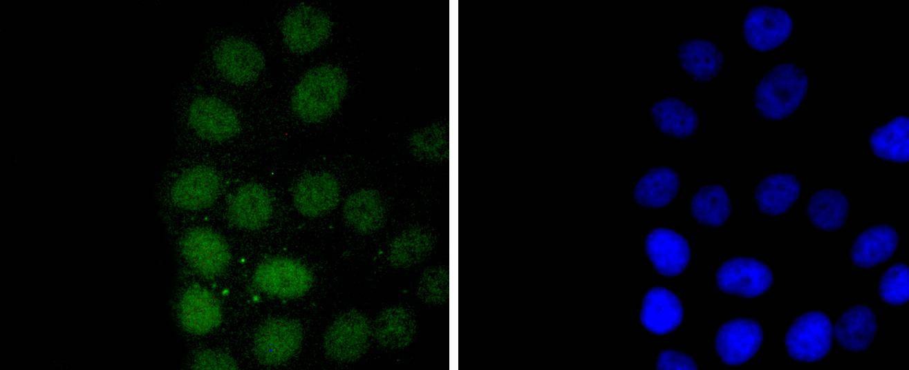 Anti-CDC5L Antibody (8R159)