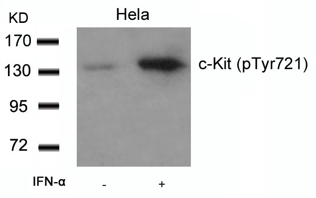 Anti-Phospho-CD117 (Tyr721) Polyclonal Antibody