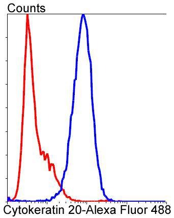 Anti-KRT20 Antibody (7P648)