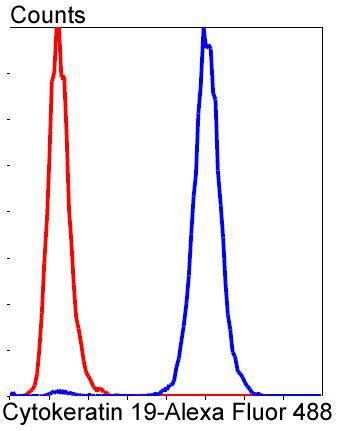 Anti-KRT19 Antibody (4B372)