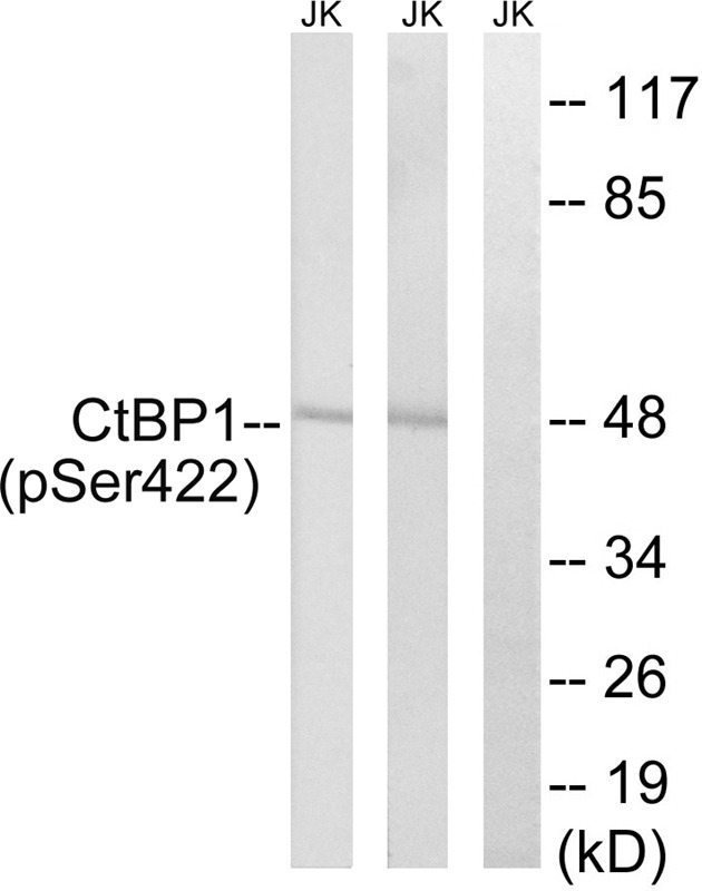 Anti-Phospho-CtBP1 (Ser422) Polyclonal Antibody