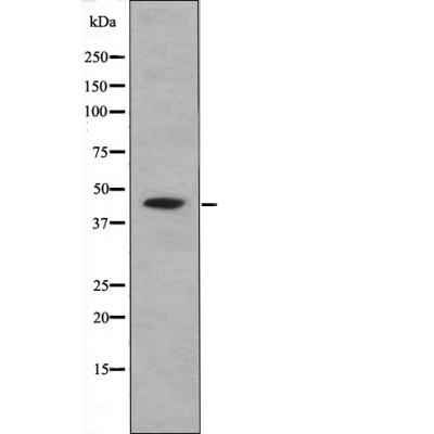 Anti-Phospho-CREB1 (Ser111) Polyclonal Antibody