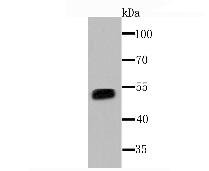 Anti-CYP3A4 Antibody (6F122)