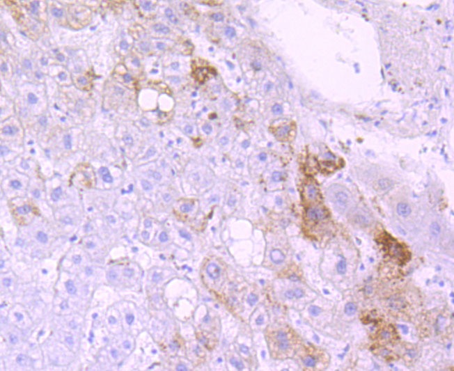 Anti-CYP3A4 Antibody (6F122)