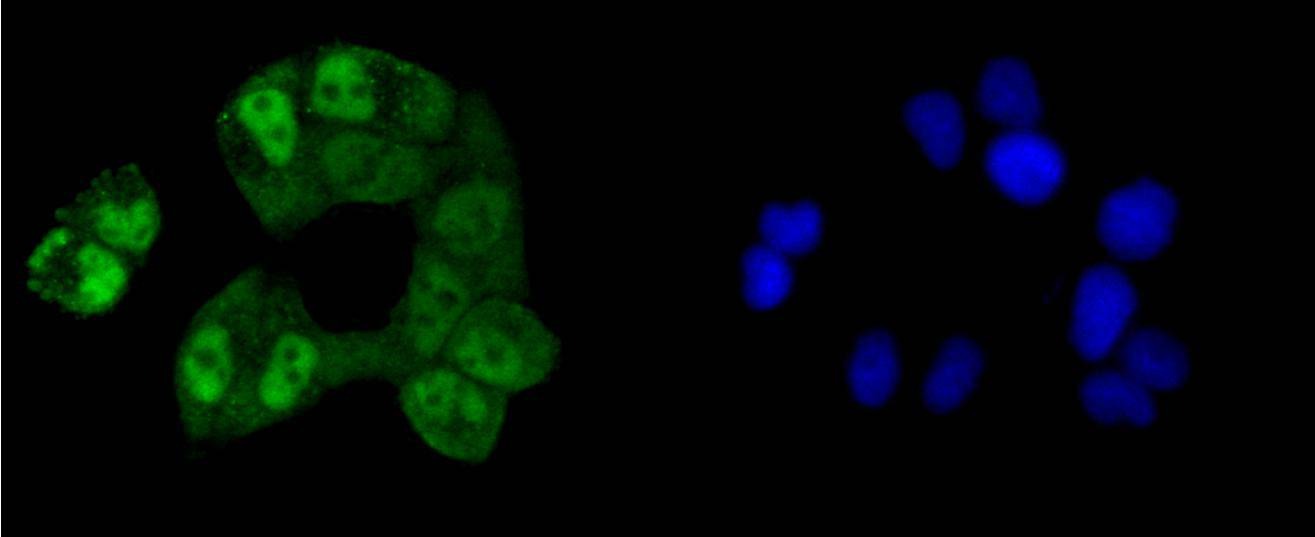 Anti-CREB1 Antibody (9W878)