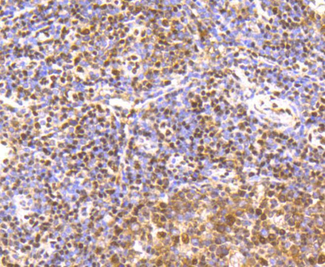 Anti-CREB1 Antibody (9W878)