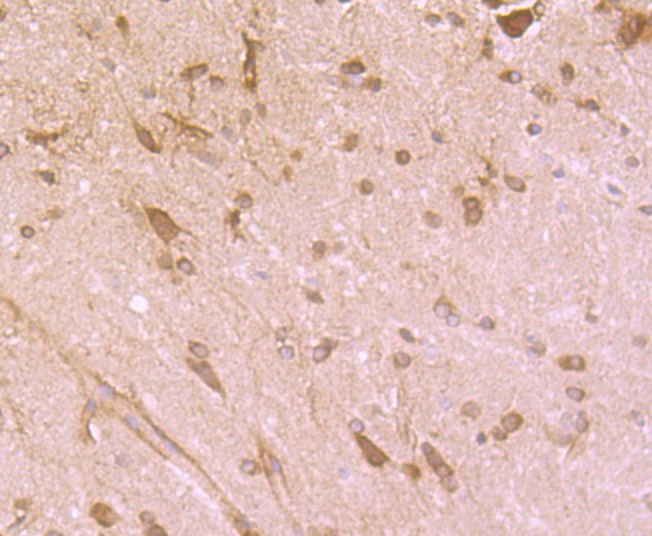 Anti-CYPOR Antibody (2K509)