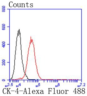 Anti-KRT4 Antibody (5F548)