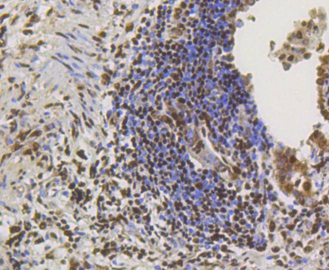Anti-CREB1 Antibody (9W878)
