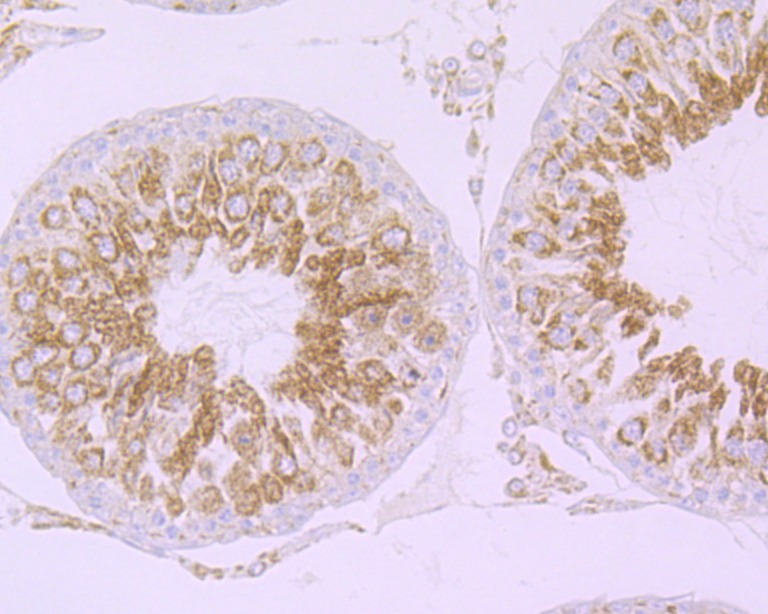Anti-Cullin 2 Antibody (5U128)