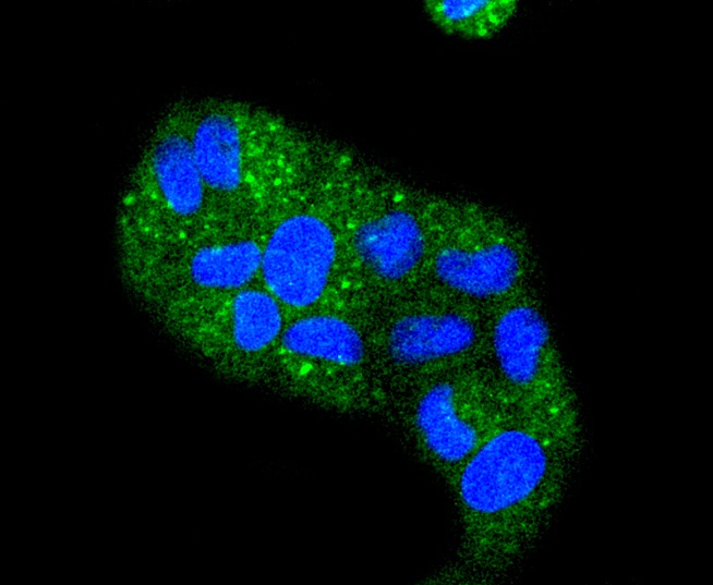 Anti-KRT4 Antibody (8Y508)