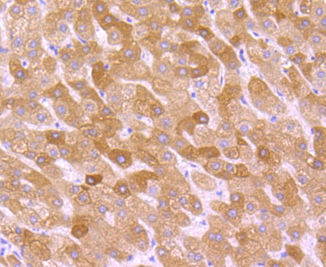 Anti-CYP2D6 Antibody (8H168)