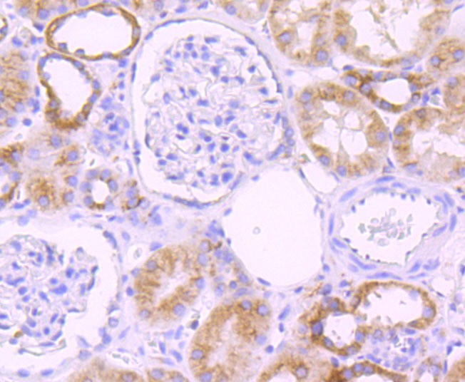 Anti-CYP2D6 Antibody (8H168)