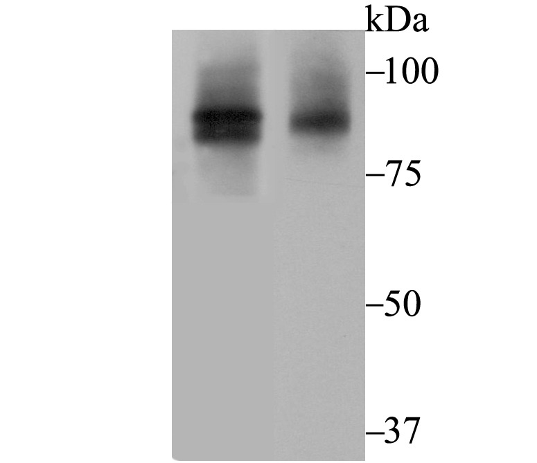 Anti-Cullin 2 Antibody (5U128)