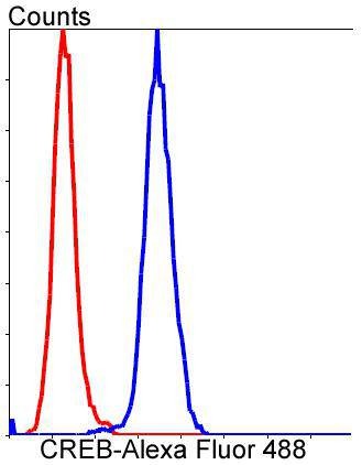 Anti-CREB1 Antibody (9W878)