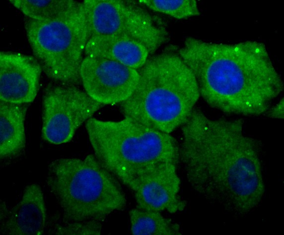 Anti-CYPOR Antibody (2K509)