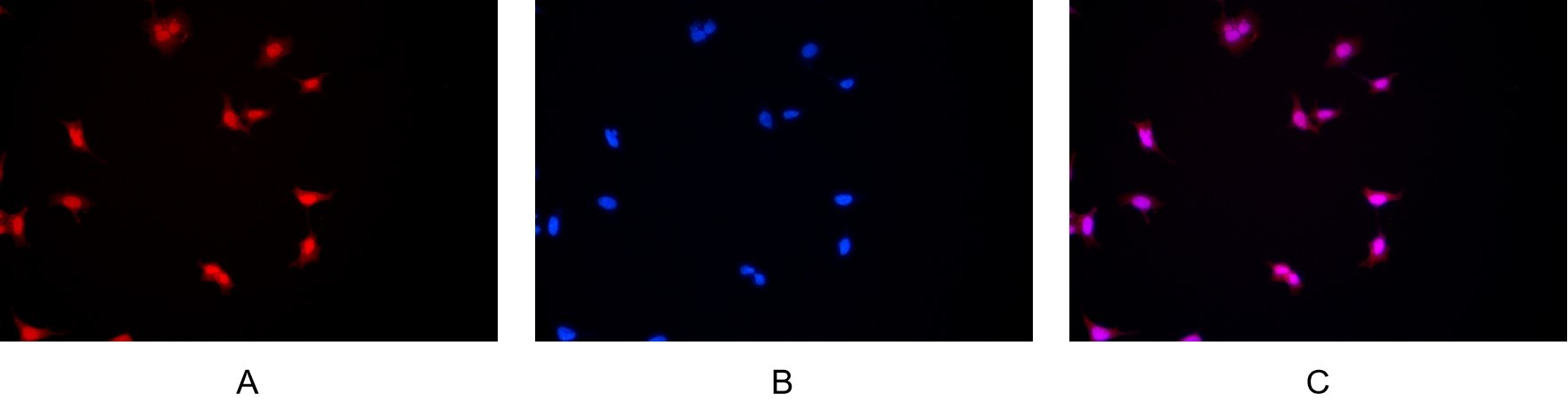 Anti-CTCF Antibody (5J799)