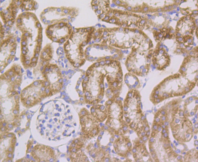 Anti-Cpn10/HSPE1 Antibody (6G207)