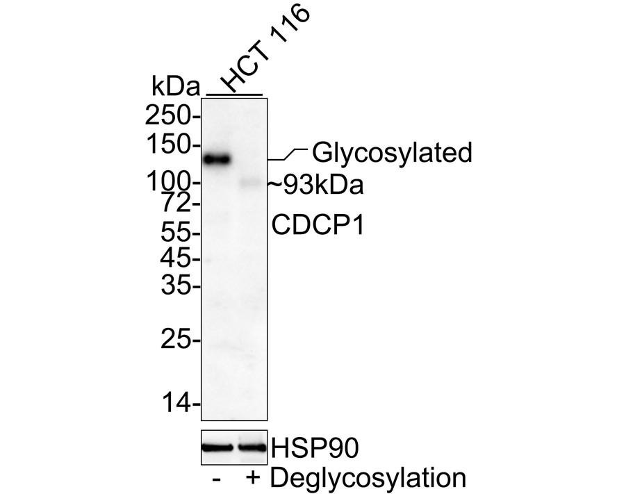 Anti-CDCP1 Antibody (9F26)