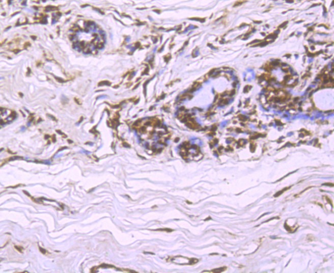 Anti-Cullin 4a Antibody (2X149)