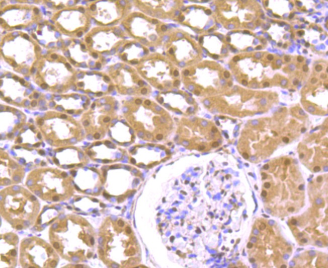 Anti-Cullin 4a Antibody (2X149)