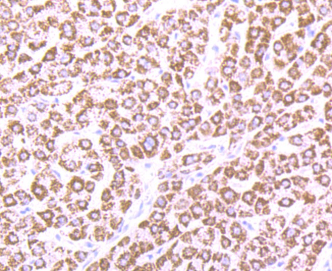 Anti-CPS1 Antibody (3F443)