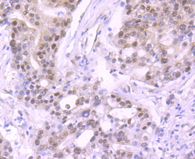 Anti-Cullin 1 Antibody (2P159)