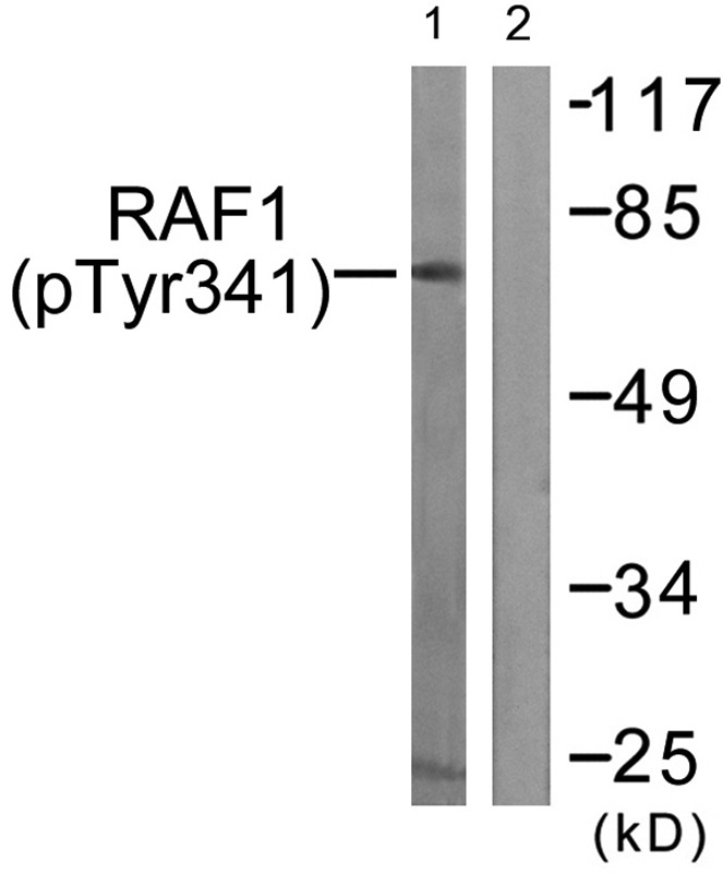 Anti-Phospho-RAF1 (Tyr341) Polyclonal Antibody 2