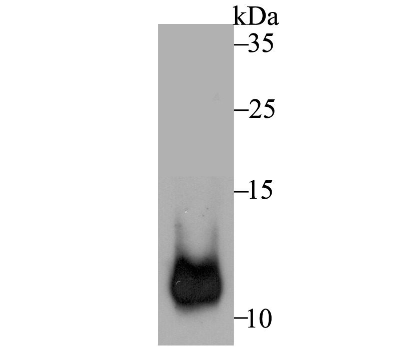 Anti-Cpn10/HSPE1 Antibody (6G207)