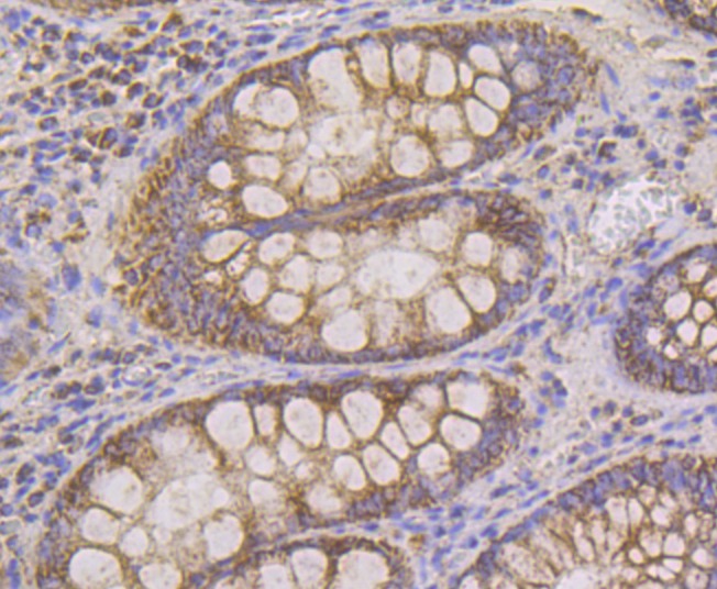 Anti-Cpn10/HSPE1 Antibody (6G207)