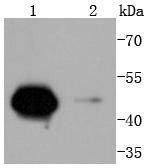 Anti-Cyclin A2 Antibody (9J817)