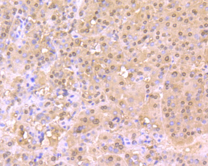 Anti-Cullin 4a Antibody (2X149)