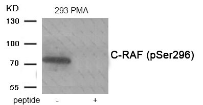 Anti-Phospho-RAF1 (Ser296) Polyclonal Antibody 2