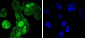 Anti-Cyclin A2 Antibody (9J817)