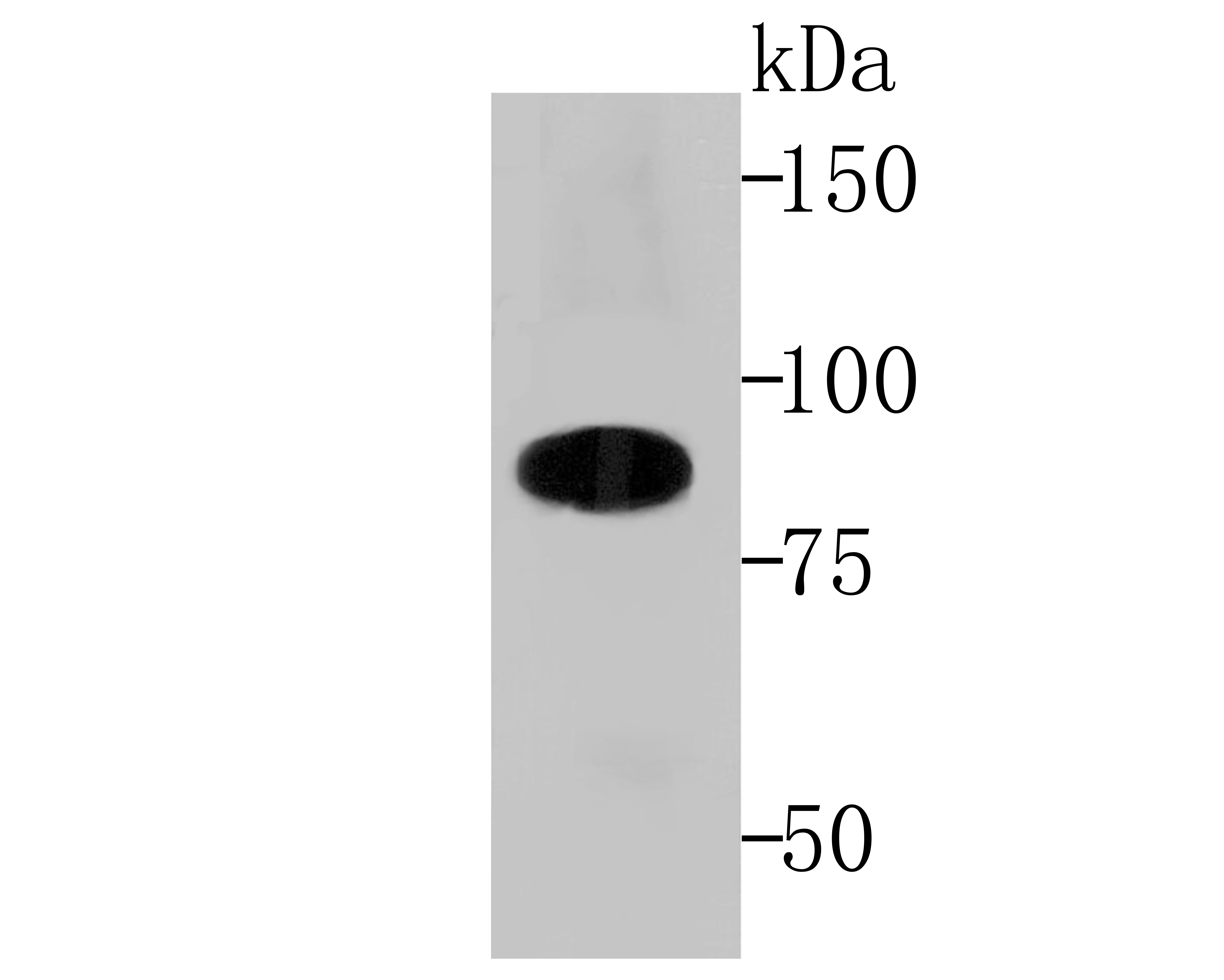 Anti-Cullin 4a Antibody (2X149)