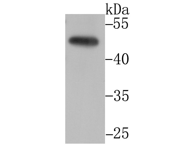 Anti-CtBP1 Antibody (2M770)