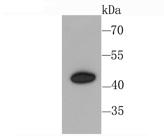 Anti-CXCR3 Antibody (8K493)
