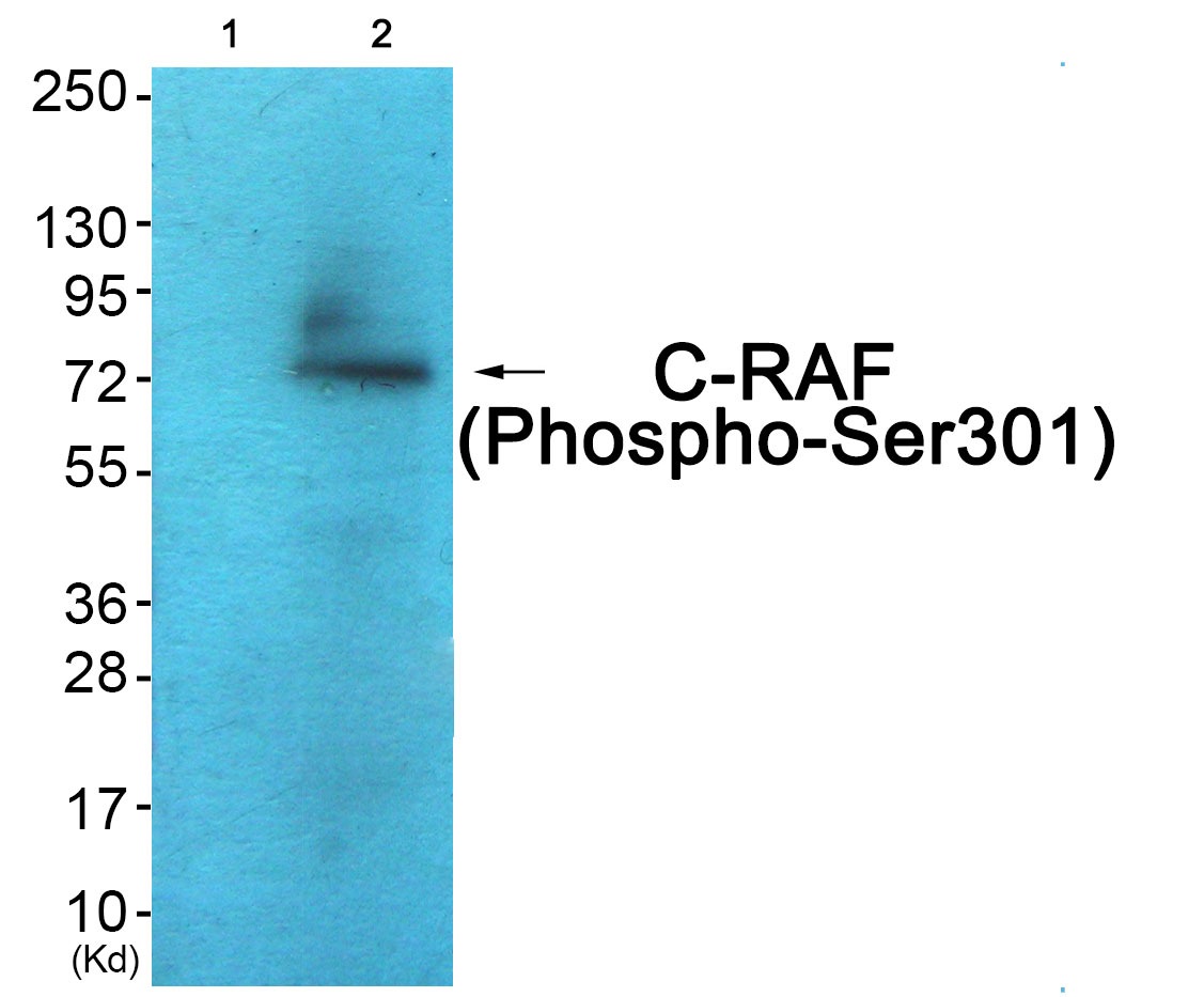 Anti-Phospho-RAF1 (Ser301) Polyclonal Antibody 2