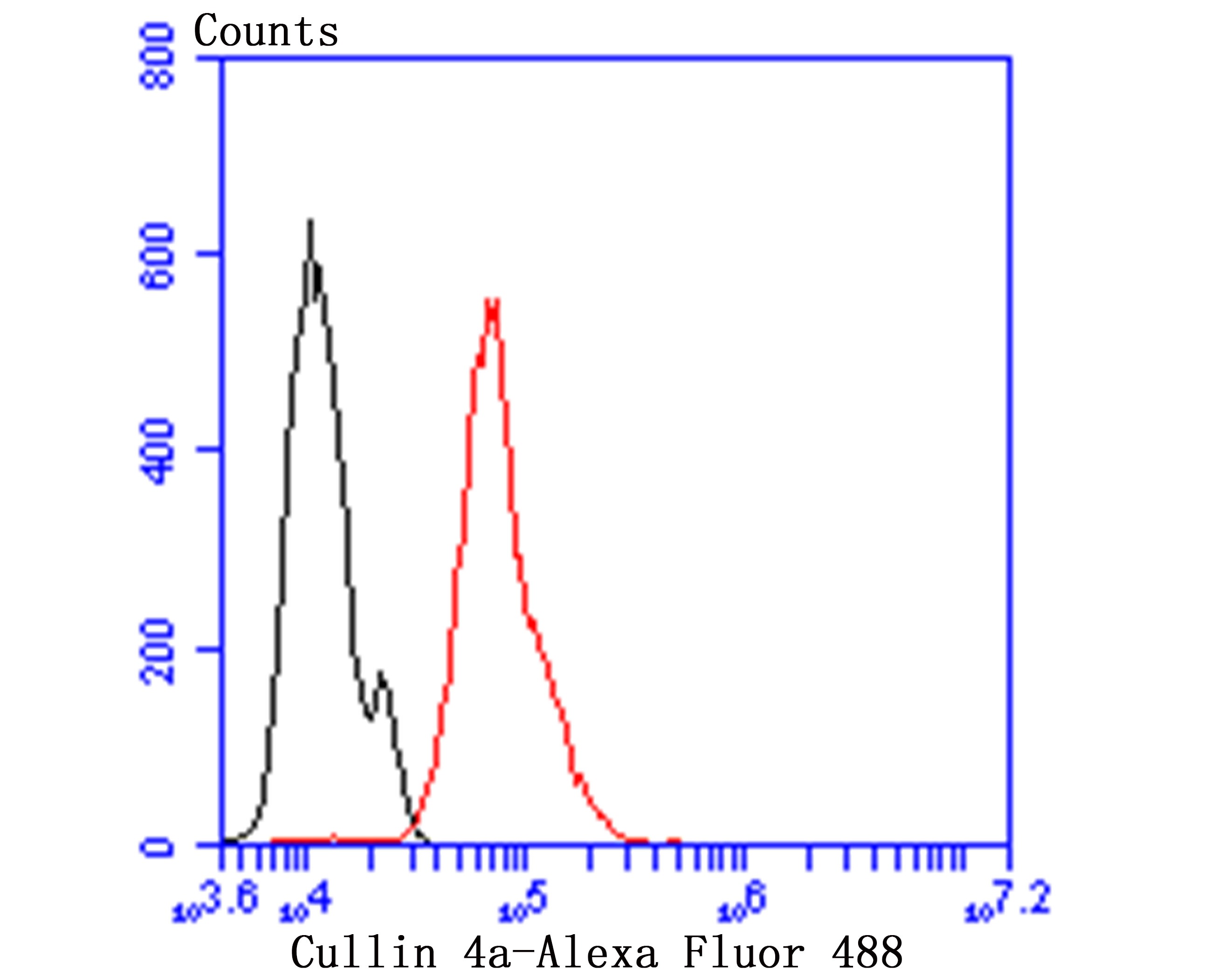 Anti-Cullin 4a Antibody (2X149)