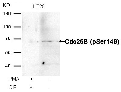 Anti-Phospho-CDC25B (Ser149) Polyclonal Antibody