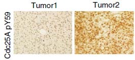 Anti-Phospho-CDC25A (Tyr59) Polyclonal Antibody