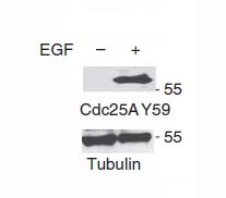 Anti-Phospho-CDC25A (Tyr59) Polyclonal Antibody